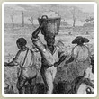 picking_cotton