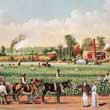 plantation_lg