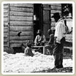 slave_cotton