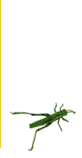 grasshopper