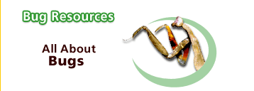 Bug and instect recources -- all about bugs
