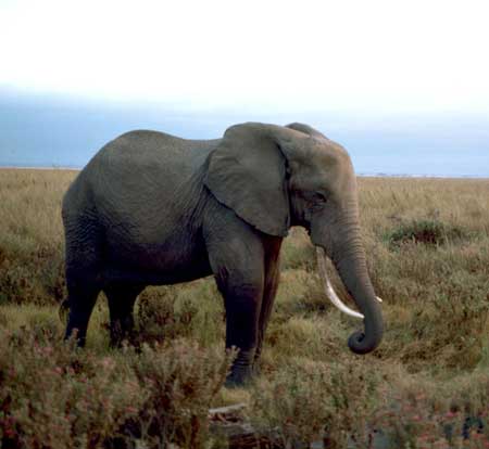 African Elephant