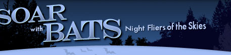 Soar with Bats: Night Fliers of the Skies
