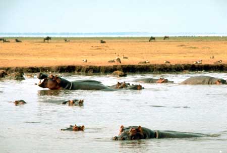 African Hippopotamus