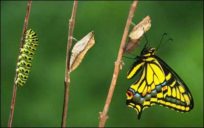 What Happens In The Pupal Stage Of A Butterfly