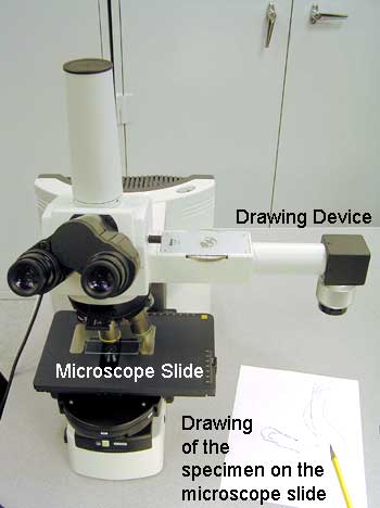 compound microscope