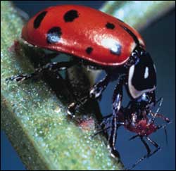ladybug eating aphid Ladybugs ladybug eating aphid Ladybugs