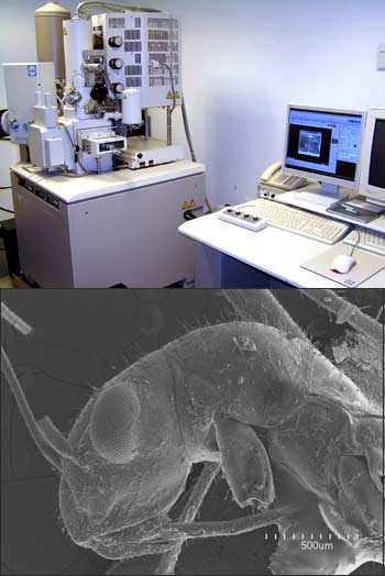 Electron Microscope Bugs