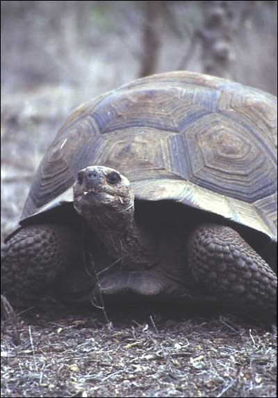 Domed Tortoise