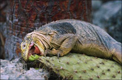 The iguanas in the Gal pagos eat cacti and though they usually scrape off 