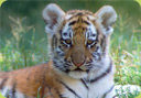 Tiger, Endangered Species
