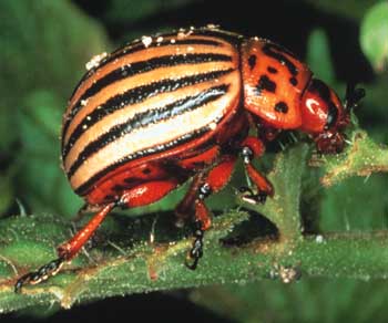 Potato Beetle