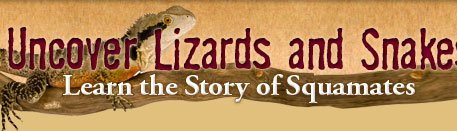 Uncover Lizrards and Snakes: Learn the Story of Squamates