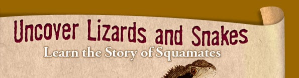 Uncover Lizards and Snakes: Learn the Story of Squamates