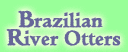 Brazilian River Otters