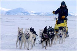 Mitch Seavey drives his team into the Unalakleet, Alaska checkpoint on Sunday. (Photo: &copy; Al Grillo/AP Wide World)