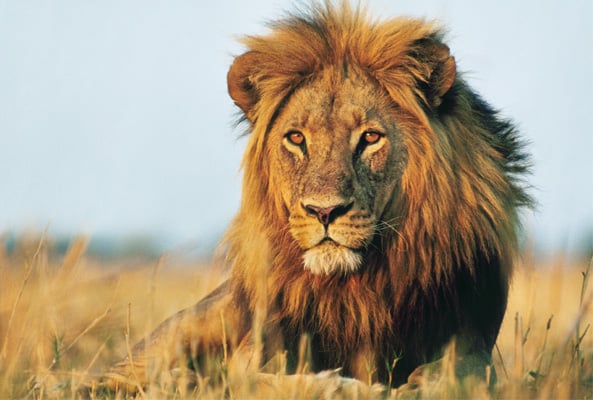 The number of African lions in the wild has dropped from about 100,000 in 1960 to 32,000 today. (Frans Lanting / Corbis)