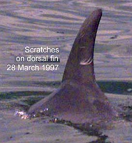 Scratches On Dorsal Fin