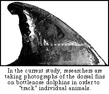 dorsal fin