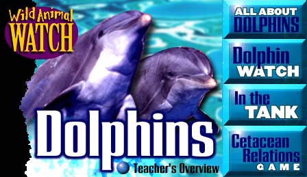 Dolphin Wild Animal Watch