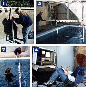 studying dolphins