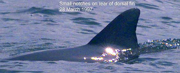 Small notches on rear of dorsal fin