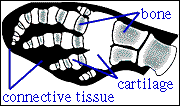 Bone and Cartilage
