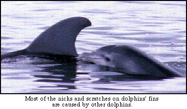 Dolphin Nicking Another's Dorsal Fin