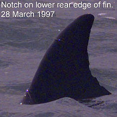 Notch on lower rear edge of fin