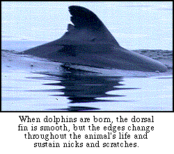 ragged dorsal fin