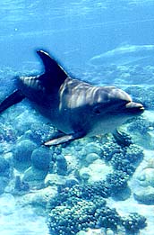 Dolfijnen zwemmen