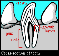 Tooth Diagram
