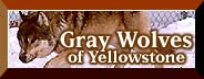 The Gray Wolves of Yellowstone