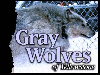 Gray Wolves of Yellowstone