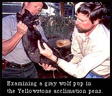 Examining a gray wolf pup in the Yellowstone acclimation pens