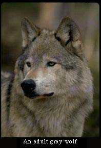 An adult gray wolf