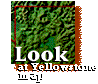 Look at a map