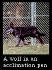 A wolf in an acclimation pen