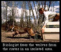 Biologist frees the wolves from the crates in an isolated area