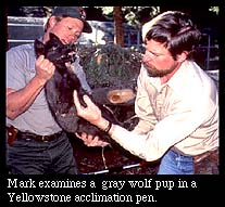 Mark examines a gray wolf pup in a Yellowstone acclimation pen
