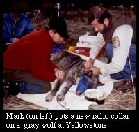 Mark (on left) puts a new radio collar on a gray wolf at Yellowstone.