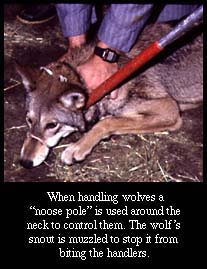 Muzzled Wolf