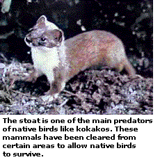 The stoat is one ofthe main predators ofnative birds like kokakos. These mammals have been cleared from certain areas to allow native birds to survive.