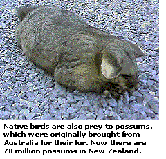 Native birds are also prey to possums, which were originally brought from Australia for their fur. Now there are 70 million possums in New Zealand.