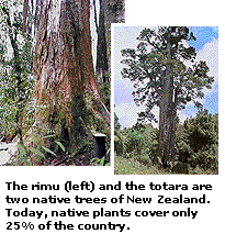 The rimu (left) and the totara are two native trees of New Zealand. Today, native plants cover only 25% of the country.