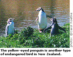 The yellow-eyed penguin is another type of endangered bird in New Zealand.