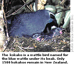 The kokako is a wattle bird, named for the blue wattle under its beak. Only 1500 kokakos remain in New Zealand.