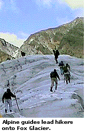 Alpine guides lead hikers onto Fox Glacier.