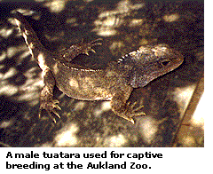 A male tuatara used for captive breeding at the Aukland Zoo.