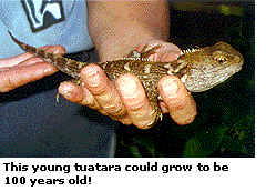 This young tuatara could grow to be 100 years old!